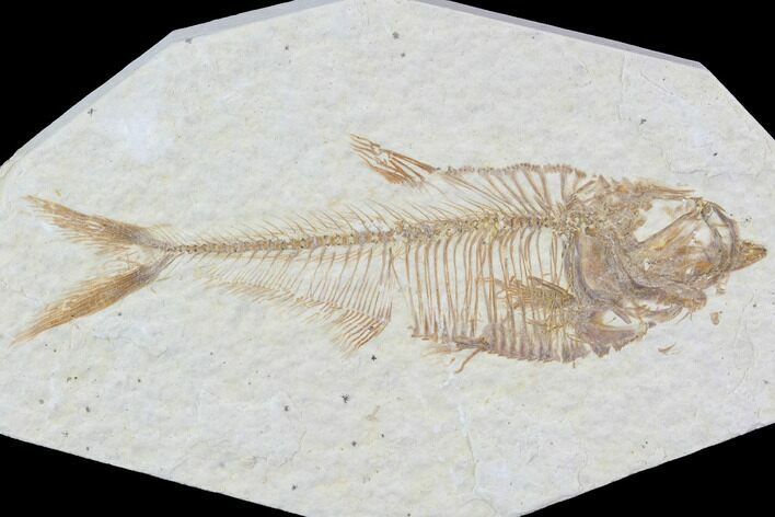 Diplomystus Fossil Fish - Wyoming #93996